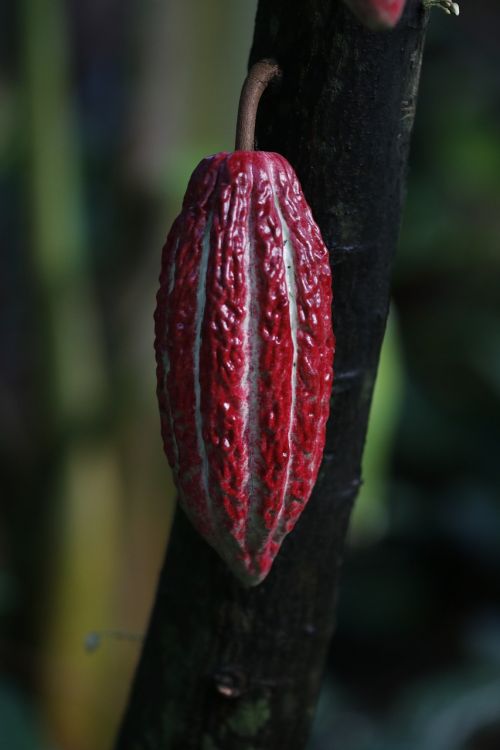 nature plant cocoa