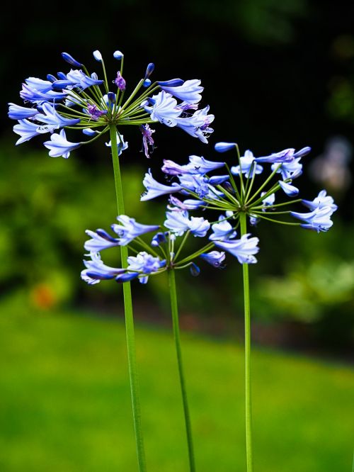 nature plant flower