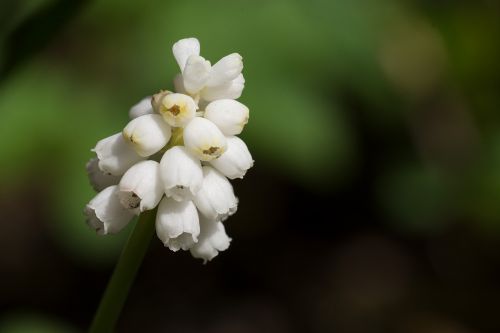 nature flower plant