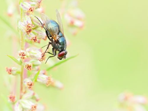 nature insect animal