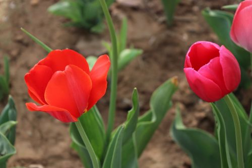 nature flower plant