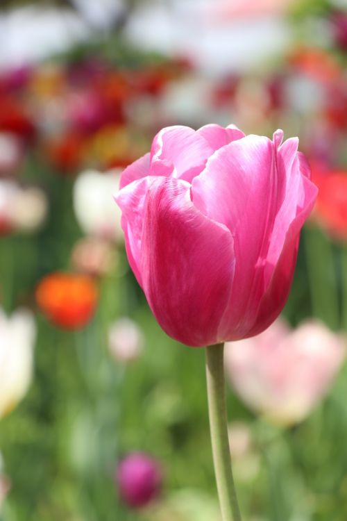 nature flower tulip