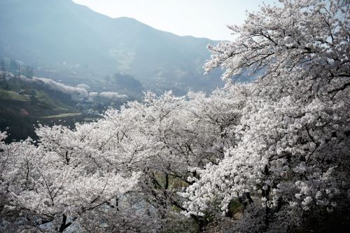 nature cherry blossom jiri