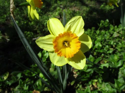 nature flora flower