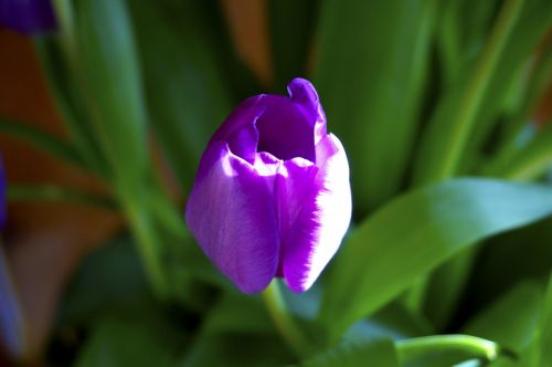 nature flower plant