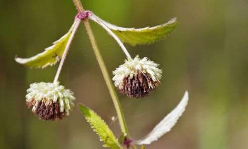 nature flower flora