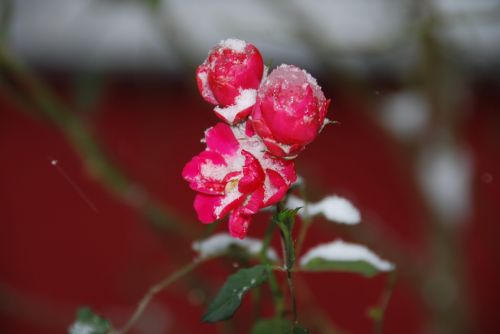 nature flower plant