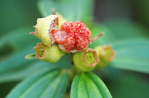 nature leaf flora