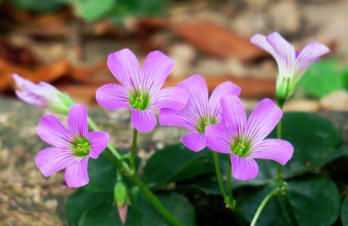 nature outdoor flower