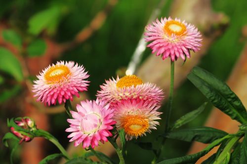 nature plant flower