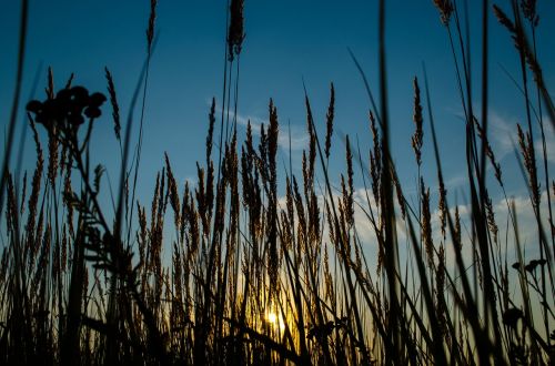 nature outdoors reed