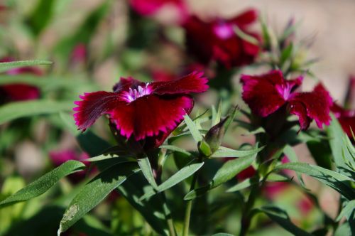 nature flower flora