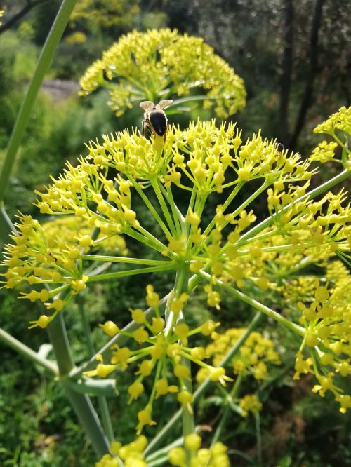 nature plant flower