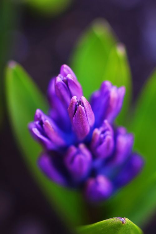 nature flower flora