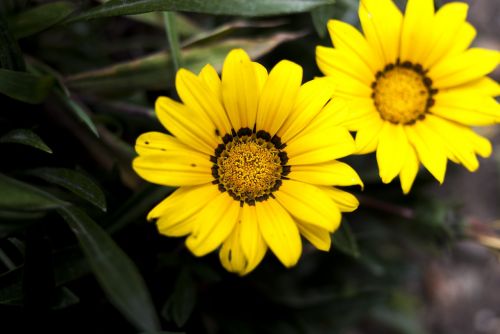 nature plant flower