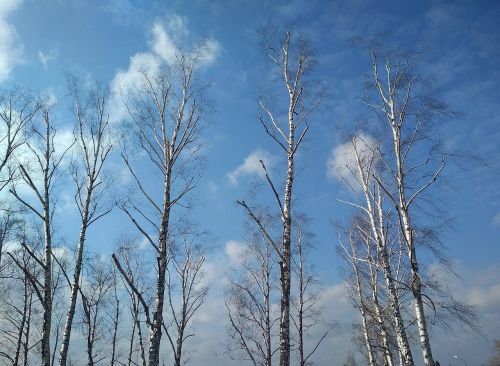 nature winter wood