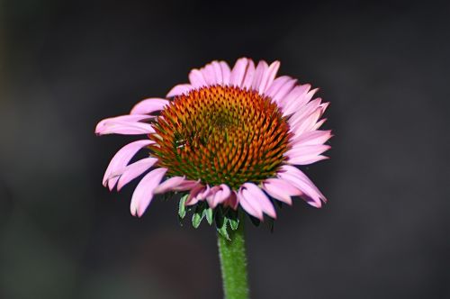 nature flora flower