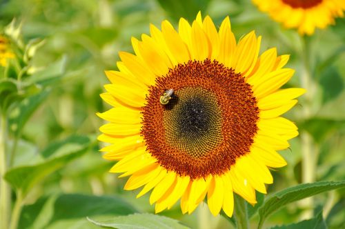 nature sunflower summer