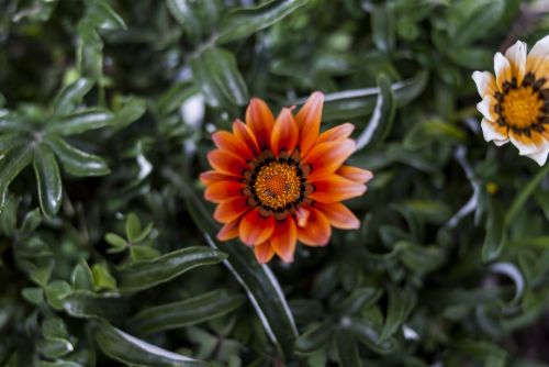 nature plant garden