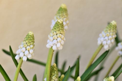 nature flower plant