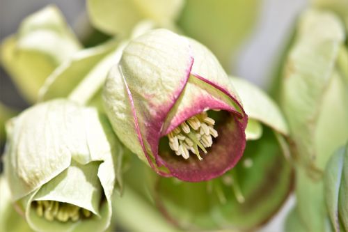 nature flower leaf