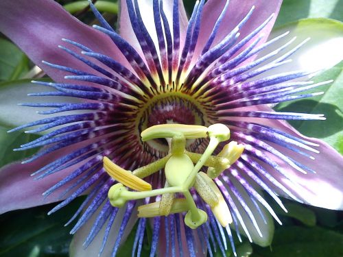 nature flower plant