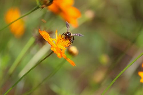 nature insect outdoors