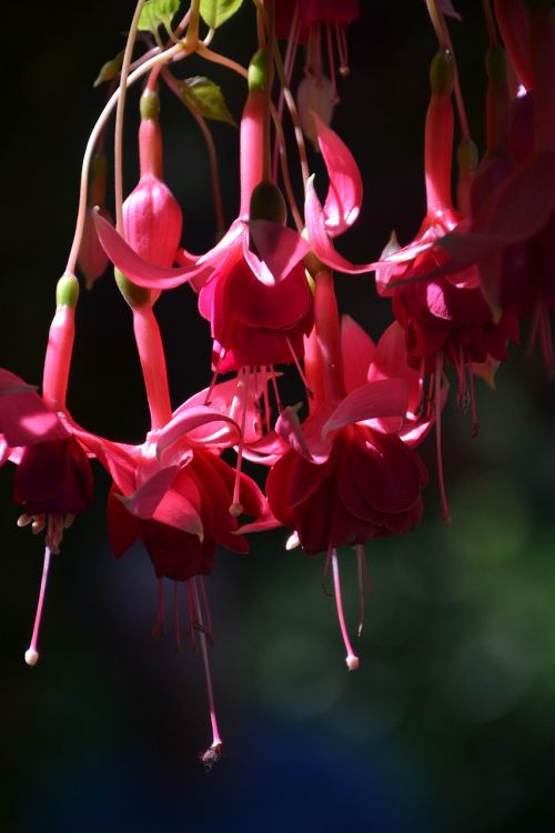 nature flower blossom