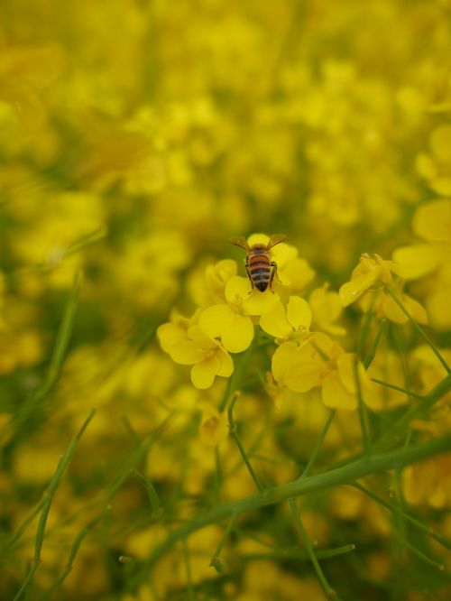 nature insect flower