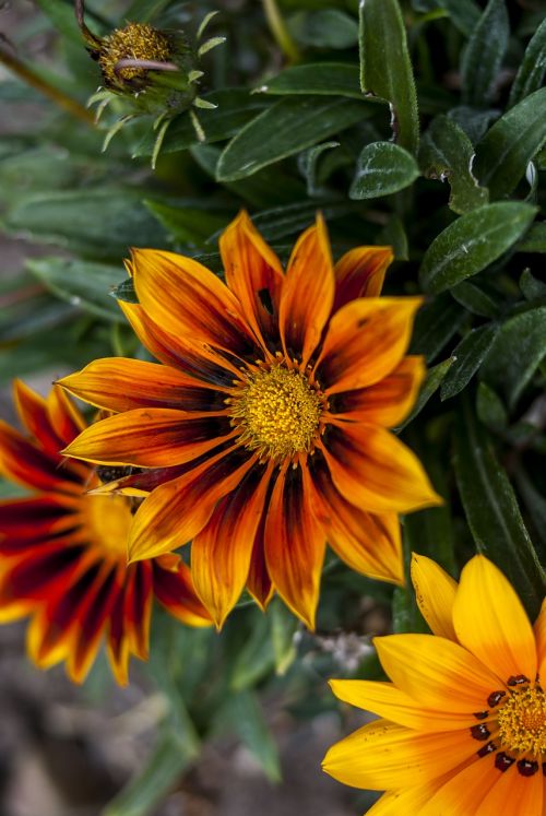 nature flower plant