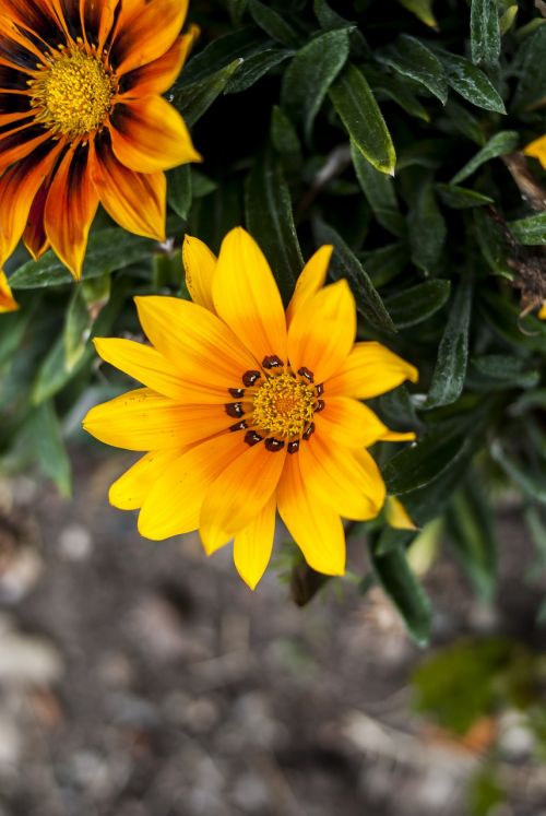 nature plant flower