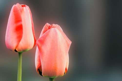 nature flower tulip