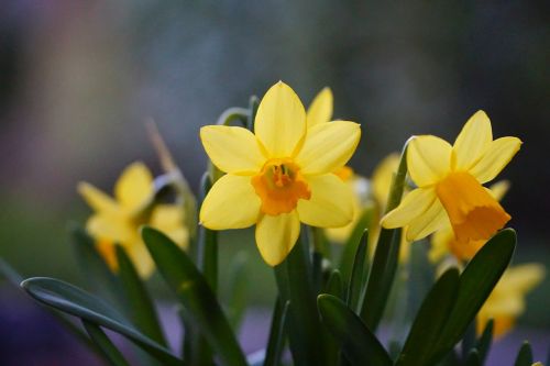 nature plant flower