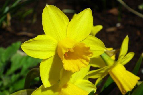 nature flower narcissus trąbkowy