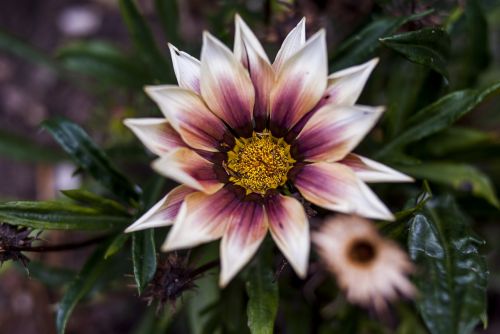 nature plant flower