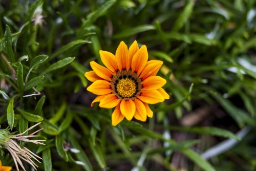 nature plant summer