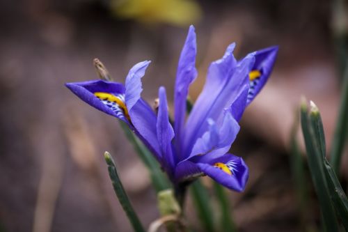 nature flower plant