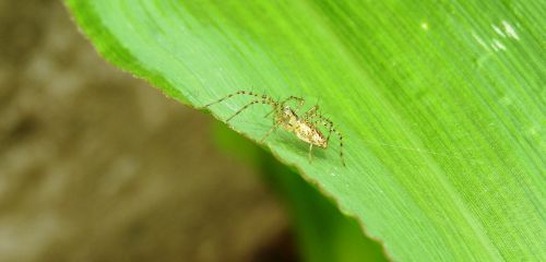 nature insect leaf