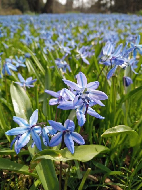 nature plant flower