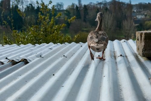 nature duck ride