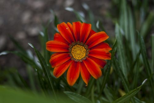 nature flower plant