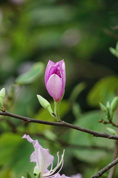 nature leaf plant