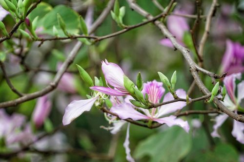 nature tree flower