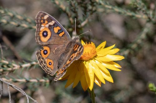 nature butterfly insect