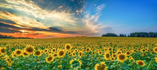 nature rural field