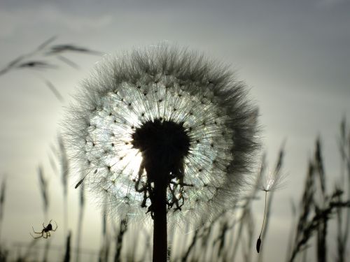 nature dandelion sunset