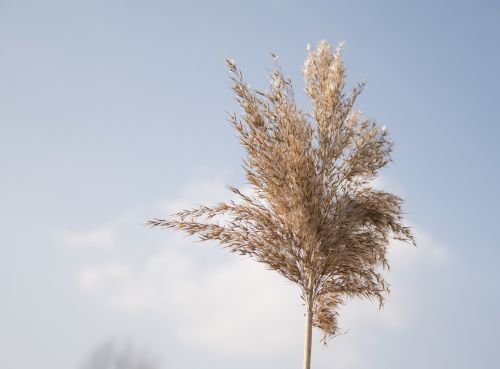 nature sky spring