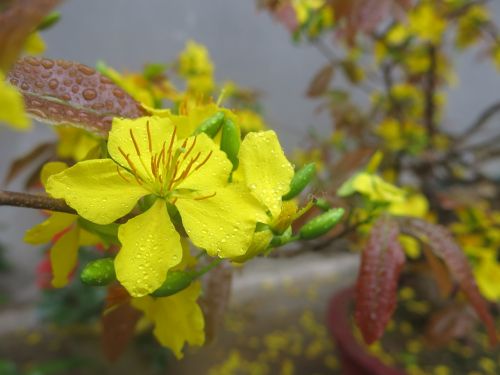 nature flower leaf