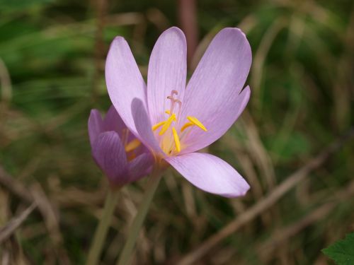 nature flower plant