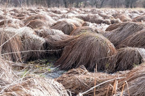 nature straw hay